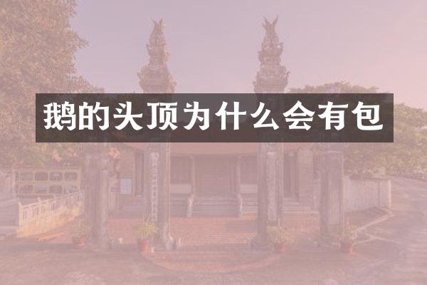 鹅的头顶为什么会有包