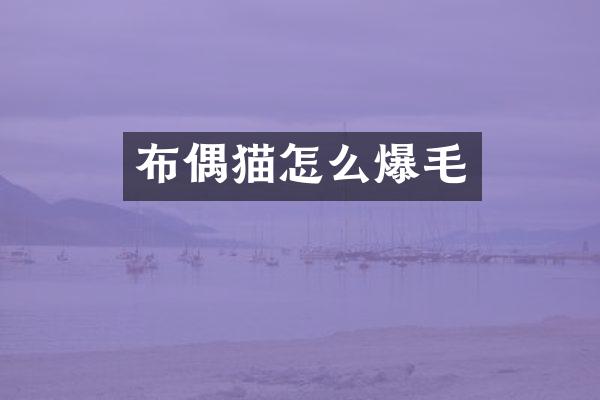 布偶猫怎么爆毛