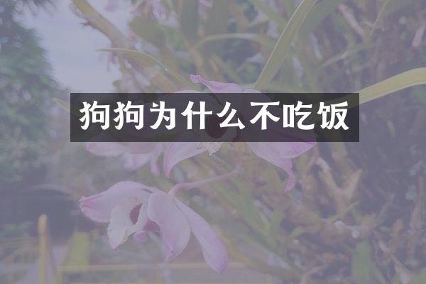 狗狗为什么不吃饭