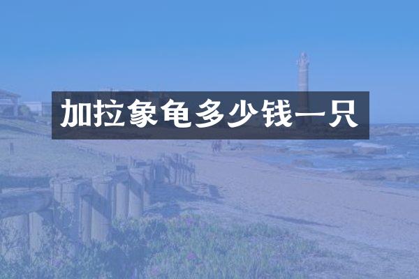 加拉象龟多少钱一只