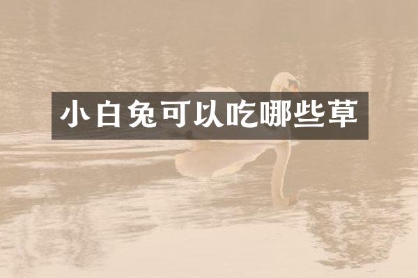 小白兔可以吃哪些草