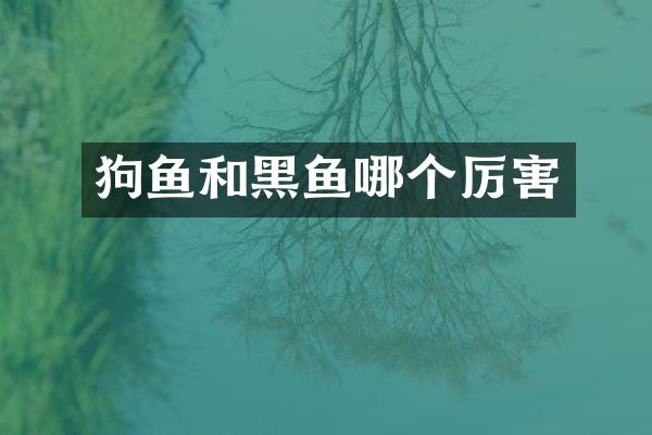 狗鱼和黑鱼哪个厉害