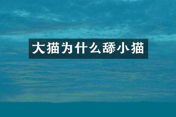 大猫为什么舔小猫