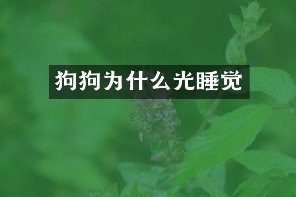 狗狗为什么光睡觉