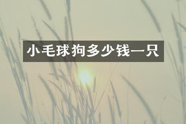 小毛球狗多少钱一只