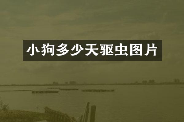小狗多少天驱虫图片