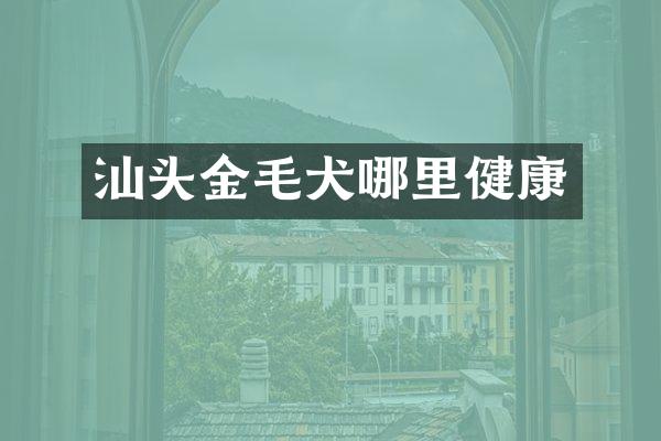 汕头金毛犬哪里健康