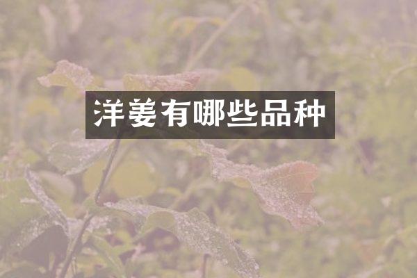 洋姜有哪些品种