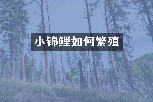 小锦鲤如何繁殖