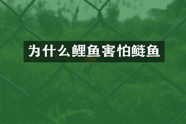 为什么鲤鱼害怕鲢鱼
