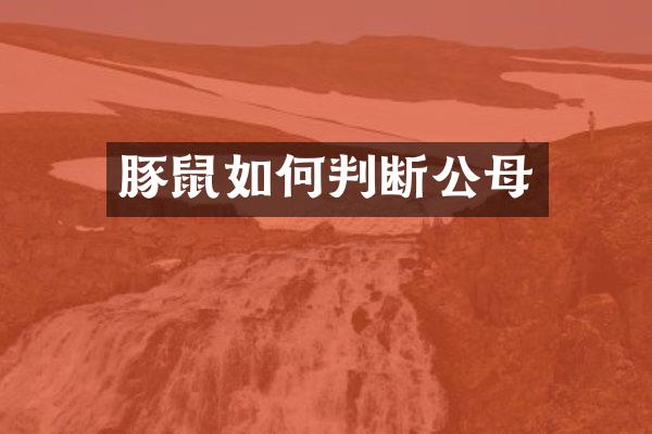 豚鼠如何判断公母