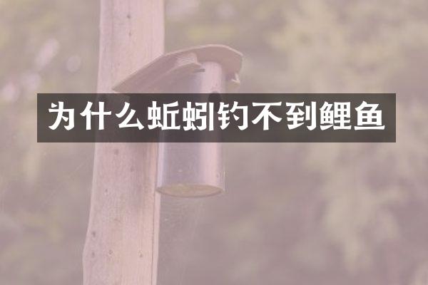 为什么蚯蚓钓不到鲤鱼