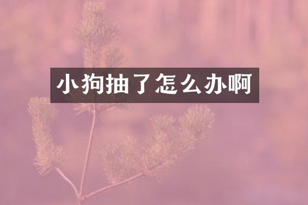 小狗抽了怎么办啊