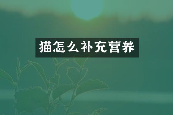 猫怎么补充营养