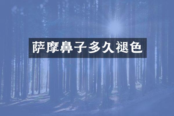 萨摩鼻子多久褪色