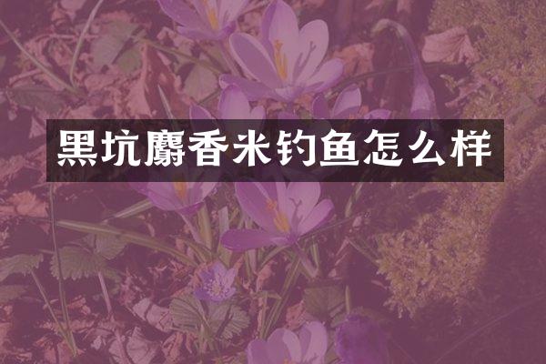 黑坑麝香米钓鱼怎么样