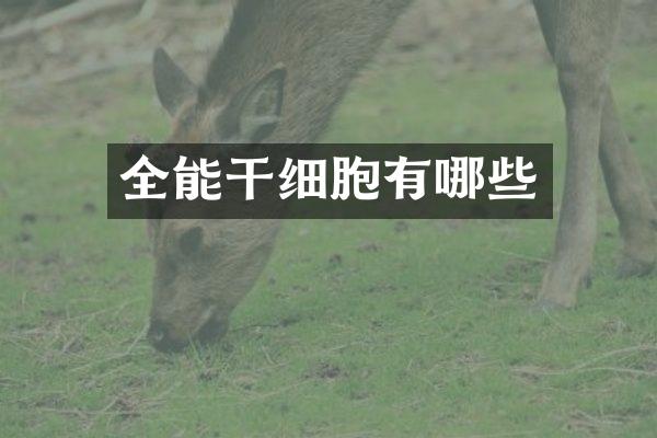 全能干细胞有哪些