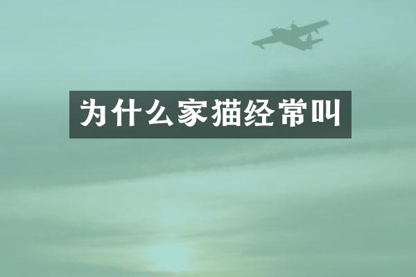 为什么家猫经常叫