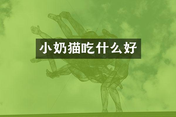 小奶猫吃什么好
