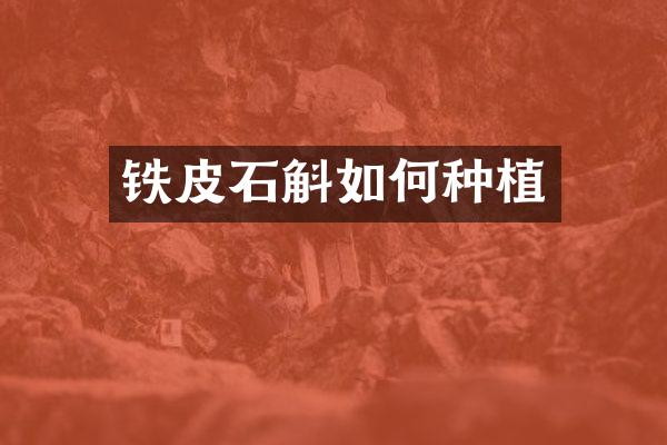 铁皮石斛如何种植