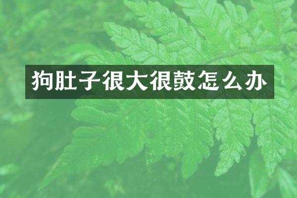 狗肚子很大很鼓怎么办