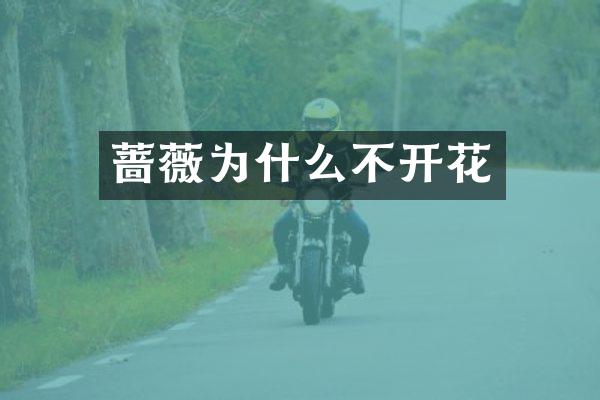 蔷薇为什么不开花