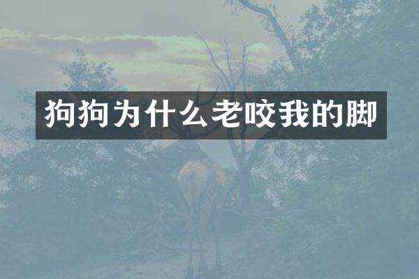 狗狗为什么老咬我的脚