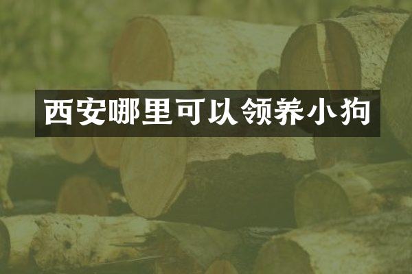 西安哪里可以领养小狗