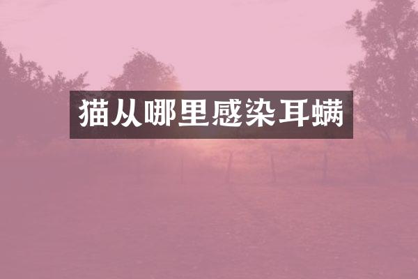 猫从哪里感染耳螨