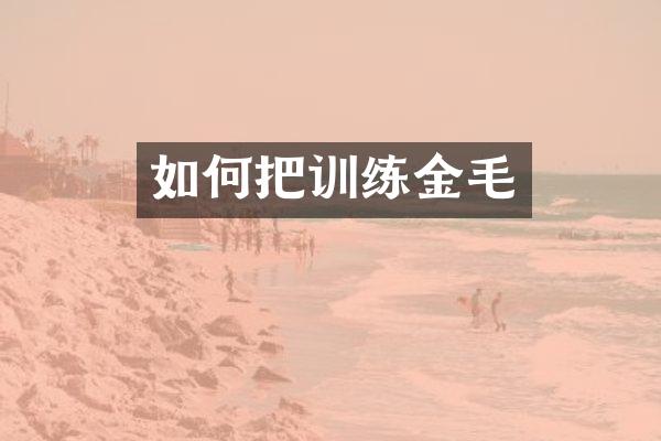 如何把训练金毛