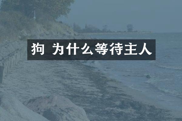 狗 为什么等待主人