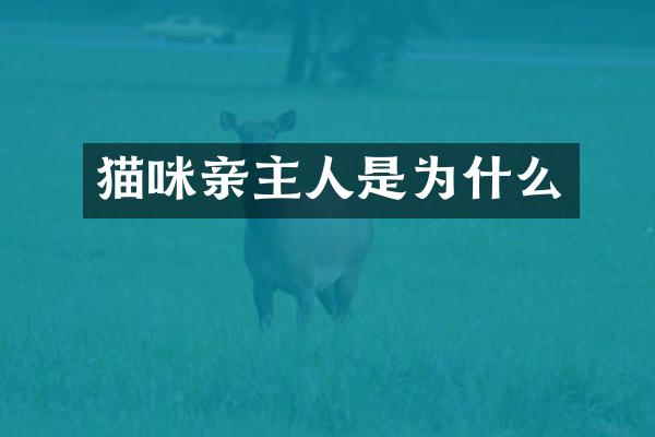 猫咪亲主人是为什么