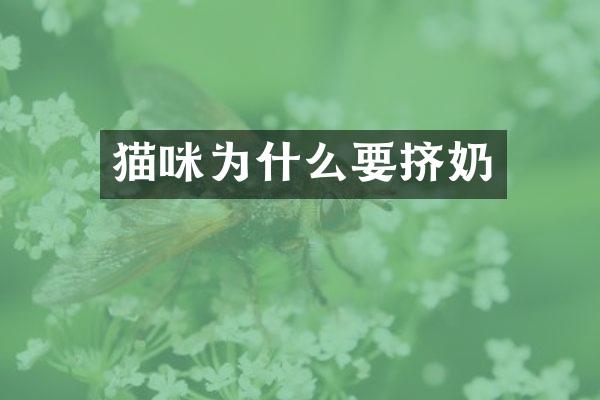 猫咪为什么要挤奶