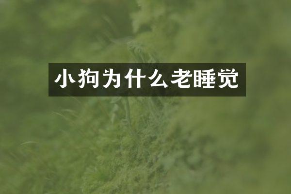 小狗为什么老睡觉