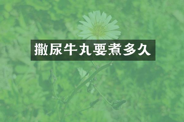 撒尿牛丸要煮多久