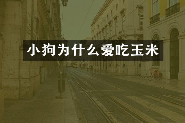 小狗为什么爱吃玉米