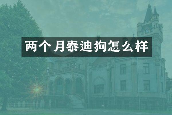 两个月泰迪狗怎么样