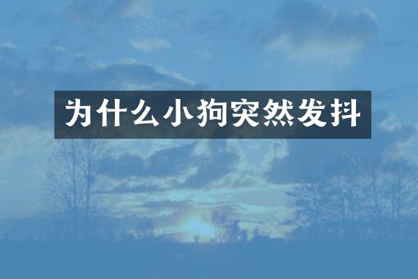 为什么小狗突然发抖