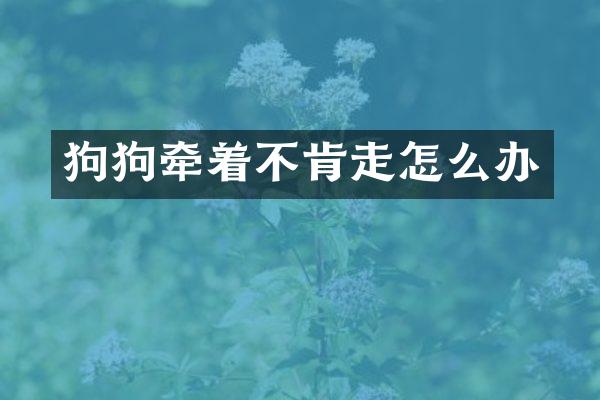 狗狗牵着不肯走怎么办