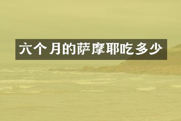 六个月的萨摩耶吃多少
