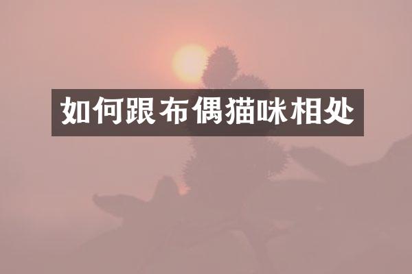 如何跟布偶猫咪相处