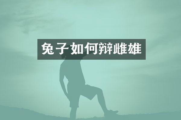 兔子如何辩雌雄