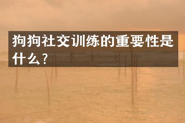 狗狗社交训练的重要性是什么？