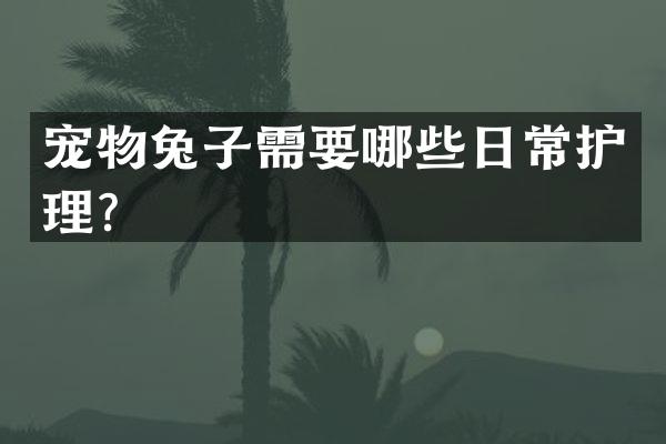 宠物兔子需要哪些日常护理？