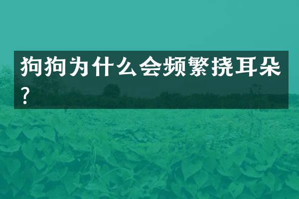 狗狗为什么会频繁挠耳朵？
