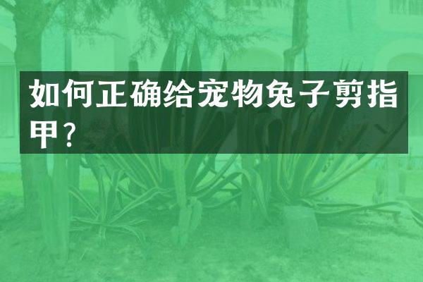 如何正确给宠物兔子剪指甲？