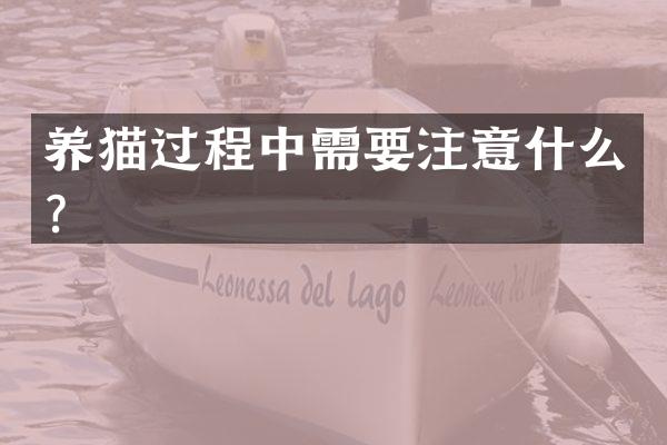 养猫过程中需要注意什么？