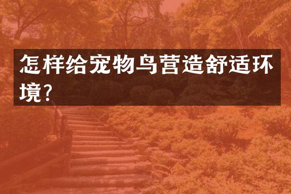 怎样给宠物鸟营造舒适环境？
