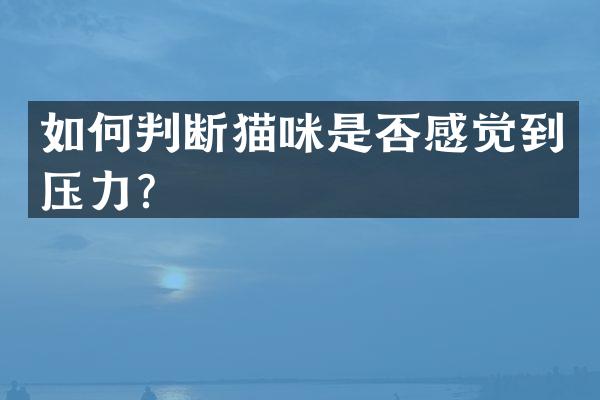 如何判断猫咪是否感觉到压力？