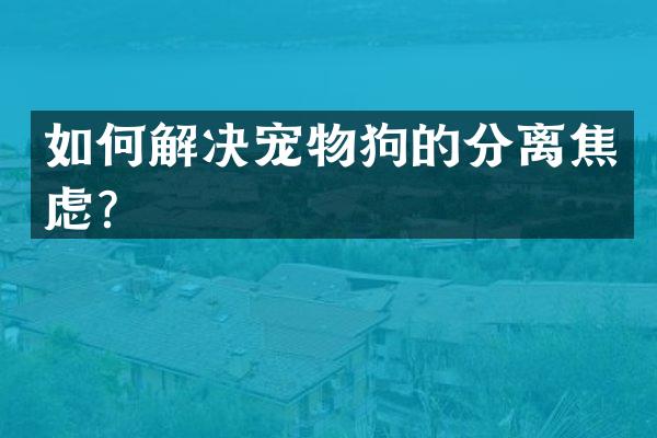如何解决宠物狗的分离焦虑？